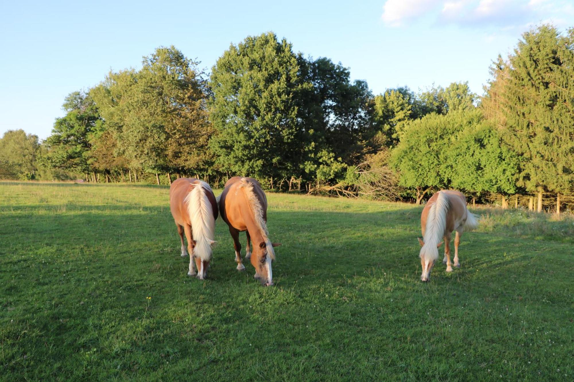 Bed and Breakfast Les Grands Frenes Plaine-de-Walsch Esterno foto